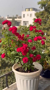 5.7K views · 18K reactions | Beautiful winter flowers garden ☺☃️#flowers #garden #newpost #nature #trendingreels #reelsfeed #winterflowersgarden #love #beautiful #reels #instagram #trending #success | Biru's ROOF Garden | Facebook