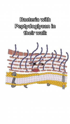 Beta-lactam antibiotics are a group of antibiotics that contain a beta-lactam ring as a common chemical feature. They disrupt the synthesis of the bacterial cell wall. Beta-lactam antibiotics inhibit bacterial cell wall synthesis. Due to the structural similarity to D-alanyl-D-alanine, beta-lactam antibiotics act as substrate analogues by covalently binding to the serine in the transpeptidase active site. In this way, they irreversibly block the enzyme that is essential for cell wall synthesis.