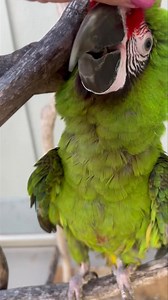 8.3K views · 414 reactions | Adorable Baby Military Macaw just arrived  Soooooo cute, only 7 months old. Introducing “Paco” ❣️ (He is not available for adoption at this time) | Palm Beach Parrot & Bird Rescue/Sanctuary Of South Florida | Facebook