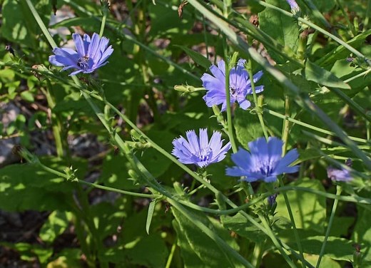 How to Identify Chicory