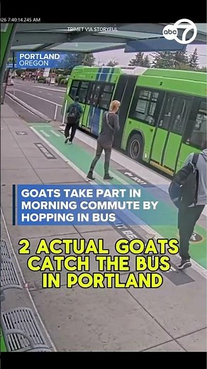 Goats take part in morning commute by hopping in bus