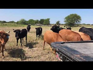 Corriente heifers bred to Wagyu or Corriente Bulls