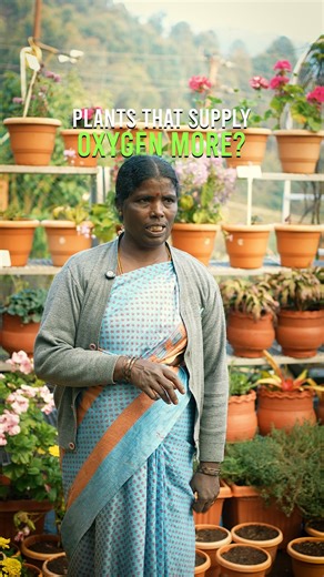 Delightz Inn Resorts , Ooty on Instagram: "Clean air, naturally 🌿 Our nursery features Jade, Peace Lily & Snake Plant—plants that purify air and boost oxygen for a fresher, healthier stay at Delightz Inn 🍃 #delightzinn #nursery #ooty #ootydiaries #fresh [oxygen plants, air purifying plants, jade plant, peace lily, snake plant, indoor plants, indoor air quality, eco friendly stay, green hotel, healthy environment, sustainable living]"