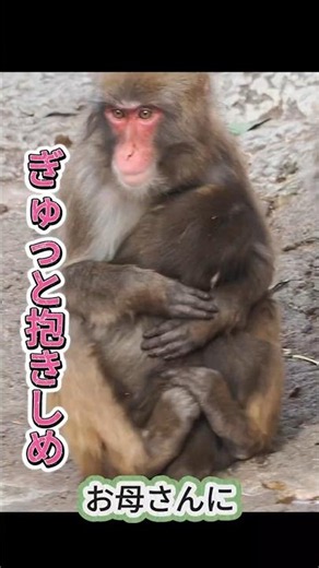 突然の出来事！お母さんに力強く抱きしめられたパンチくん😭 #パンチくん #市川市動植物園#shorts#可愛い動物#punch