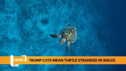 Critically endangered turtle stranded in Wales due to US conservation cuts
