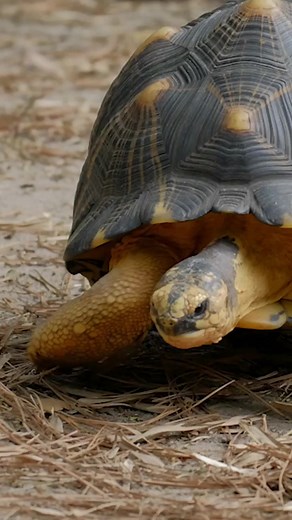 3K views | "Save the Tortoise collection is one close to my heart,...