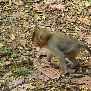 4.7K views · 188 reactions | So funny when Rainbow see frog first time, like to touch but scare and then run out to to Libby, mom walk in push to learn to be wild life style | Wild Monkey Zone | Facebook