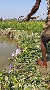 Find Fish Fisherman #villagelife #viral #fishing #fish #village #catching #reels | JP Fishing