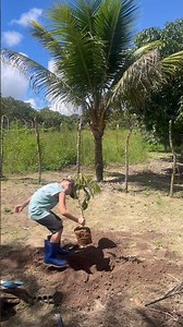 Micael plantando a Achachairu (Garcinia humilis Vahl), Família Clusiaceae de origem boliviana