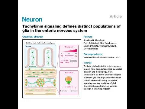 452-肠道神经胶质细胞多样性与TACR3信号调控