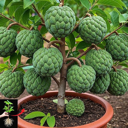 🌿Take 5 minutes to plant your own sugar apple tree for year-round fruit | Tree Garden