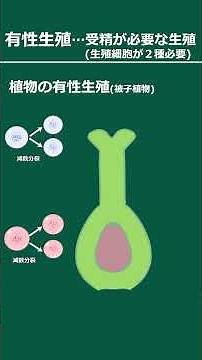 ゆっくり解説 中学理科 有性生殖 #有性生殖 #減数分裂 #精子 #卵 #受精卵 #精細胞 #卵細胞 #花粉菅 #胚