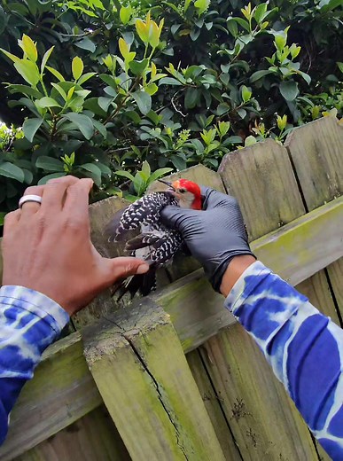 Rescuing a Bird: A Timelapse of Pool Service