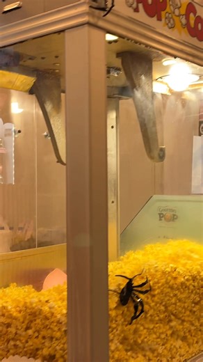 🎃 Хелоуин в Кино Еккоплекс! 👻 Този октомври ви очаква зловещо добро настроение и… страшно вкусно меню! 🍿🕸️ Опитайте нашето специално Хелоуинско меню и се насладете на любимите си напитки със тематични сламки, които ще ви потопят в духа на празника! 🧛‍♀️🕷️ А на големия екран? 🔥 Подгответе се за най-новите страшни филми, които ще ви държат на ръба на седалките! 🎬💀 #HalloweenAtEccoplexx #EccoplexxCinema #ХелоуинВКиното #СтрашноДоброМеню #Хелоуин2025 #eccoplexx #Halloween #Асеновград | Кино