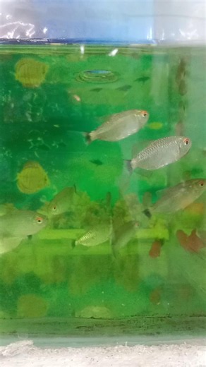 red eyes tettra fish aquarium and red tell moli fish aquarium 🐟