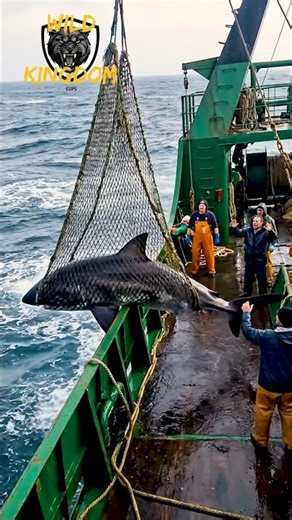 Very Crazy Animal Transformation #transformation #animals #shorts