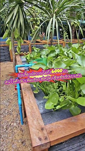 ไอเดียการทำบ่อเลี้ยงปลาระบบลอย งบไม่เกิน 6,000 บาทเรียนรู้เพิ่มเติมที่ Facebook #เชิดชัยจิณะแสน