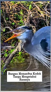 A Heron Swallows a Frog Without Knowing Its Taste. #Heron #Frog #Wildlife #Nature #FoodChain | Riww Riww