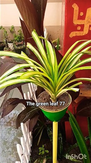 DIY RECYCLED PLANTER IDEA ||HOME GARDENING |#trending #diy #shorts #recycle #craft #ideas #plant #yt