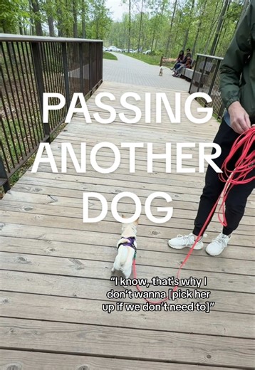 Insanely proud of Matilda for this!!! Especially after having a big reaction to another dog last week. Every positive experience is a win with a reactive dog. #dogtraining #dogtrainer #reactivedog #reactivedogtraining #chihuahua