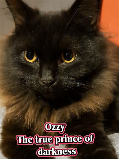 I love this cat 🖤🖤🖤 #ozzy #🖤 #cat #pets #fyp