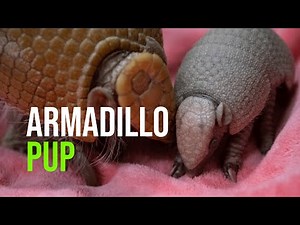 First Healthy Armadillo Pup Born At Point Defiance Zoo & Aquarium