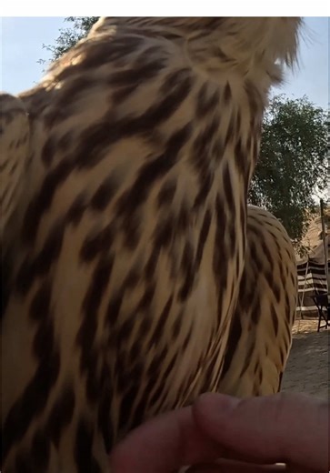 Learning About Falcons in the Dubai Desert Safari. I found out this falcon was only a year and a half old — still a baby! They live around 12 to 13 years and eat chicken legs, fed directly by their trainers. Getting this close to one in the desert was incredible. #DubaiDesert #Falcon #DubaiTravel #DubaiVlog #TravelFar