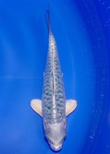 23cm Aragoke, 'Blue Dragon' (Byer Koi Farm) REF - APR014