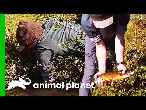 Learning To Catch Fish By Hand Using Traditional Techniques | Fish or Die