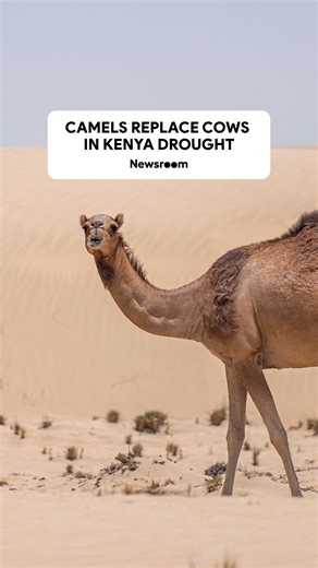 Newsroom ZA on Instagram: "People in Kenya are turning to camels after their cattle herds were wiped out by the worst drought in four decades. Camels are better suited to arid conditions compared to cows, because they can survive more than a week without water and graze on dry grasses. Samburu county officials launched a camel programme in 2015 following several droughts that killed off at least 70 percent of the cattle in Kenya’s arid and semi-arid regions."
