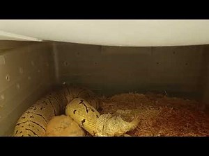 Lemonblast & Orange Dream Ball Python Feeding Frenzy! 🔥 | Feeding Day Madness