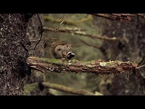 Love For Animals Is Part of Life In The Bush | Alaskan Bush People