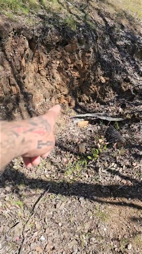 This is one of 11 gold specimens I found at a little 1870s gold mine that time had long forgotten. | Vo-Gus Prospecting