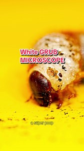 Discovering a Giant White Grub in My Garden