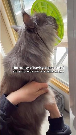 Long haired cat problems 😅 #catshorts #mainecoon #catgrooming #longhaircat