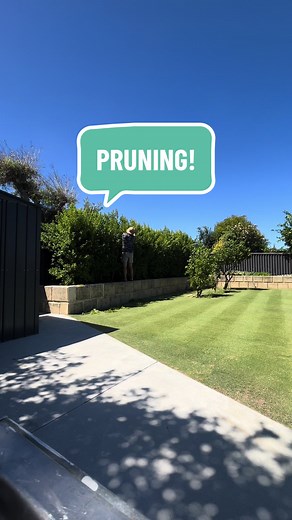 Pruning Lily Pilly for a Better Garden Aesthetic