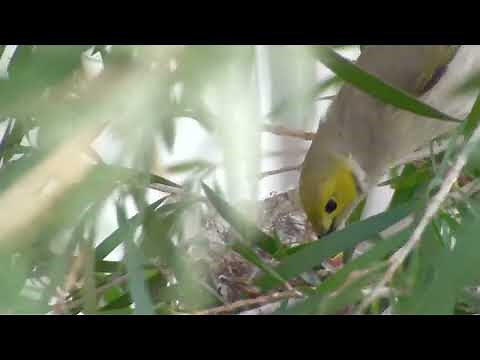 White-plumed Honeyeater