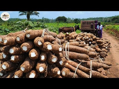 Amazing Cassava Cultivation Process Cassava Farm and Harvesting - Impressive Technology