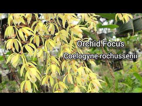 Orchid Focus: Coelogyne rochussenii Species Orchid Care and culture Info