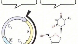 [细胞周期同步化] I love you so. 😭