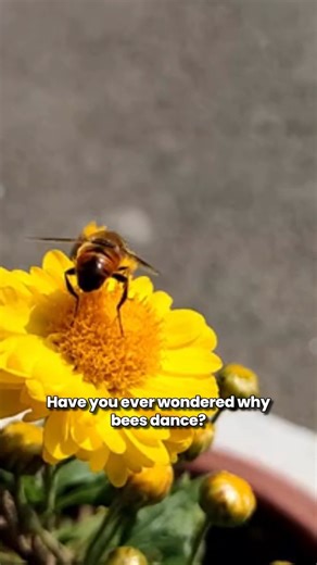 Why do bees dance to communicate?