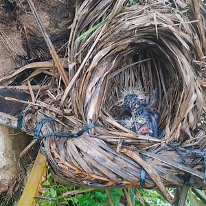 5.6K views · 545 reactions | The little bird in the nest was very hungry when it saw its mother coming. | Review All Birds | Facebook
