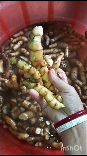 #how to made arrowroot powder#youtubefeed#arrowroot power making process#