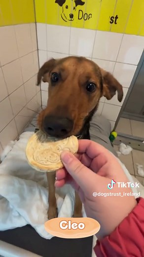 Dog-Friendly Pancake Recipe for Pancake Tuesday