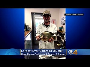 Largest Ever Colorado Bluegill Hooked By Fisherman