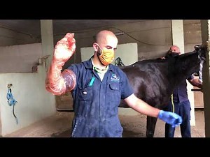 Más sobre la inseminación de yeguas