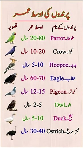 Average Lifespan of Birds 🐦
