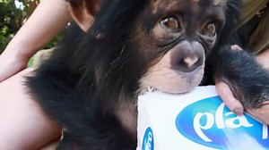 45K views · 3K reactions | RAISING A BABY CHIMPANZEE! | Myrtle Beach Safari Wild Encounters Tour | Facebook