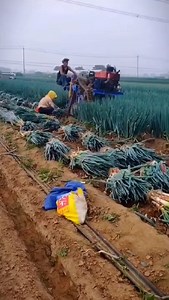 4.3K views · 35 reactions | Modern Machine Green Onions Harvest Fresh From Farm | Amazing Machine | Facebook