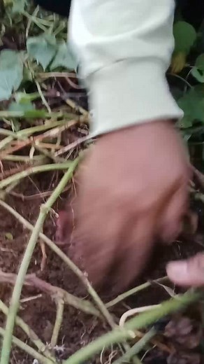 Ok nani mga idol, maka bira nag habol | Jenny Awanon